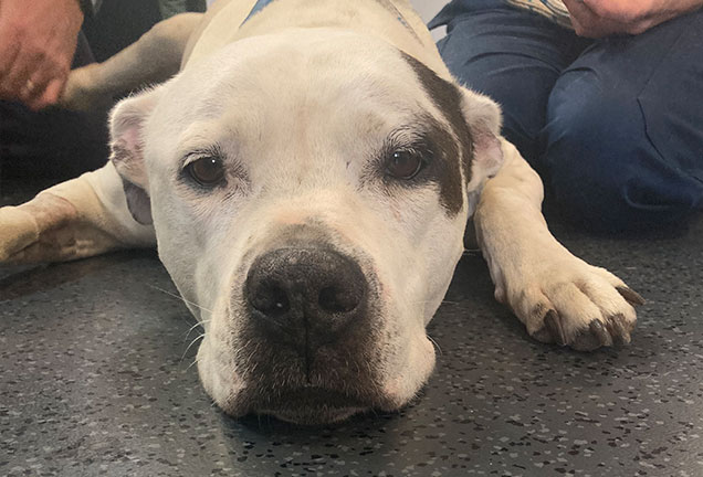 rspca inspectors prosecution outcome holly the dog